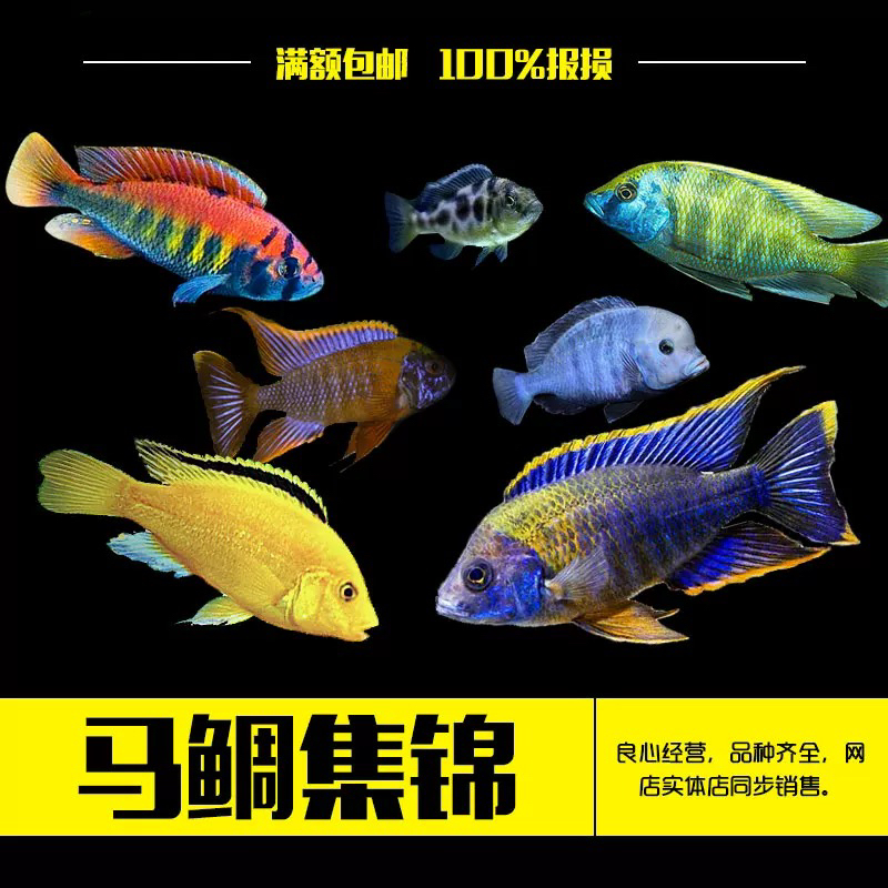 马鲷三湖慈鲷小型观赏鱼颜色鲜艳淡水耐活好养
