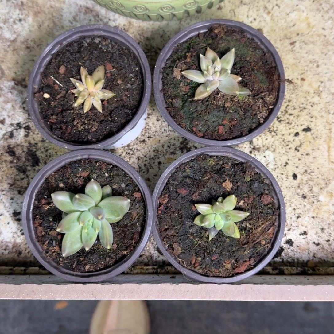 TTN 叶插 4颗 一物一拍