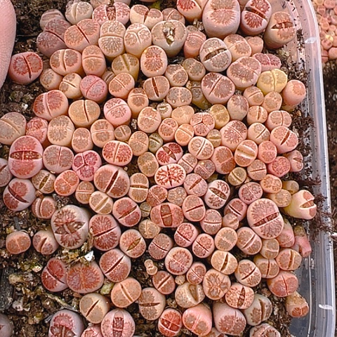 【闪购商品】单****妈24823