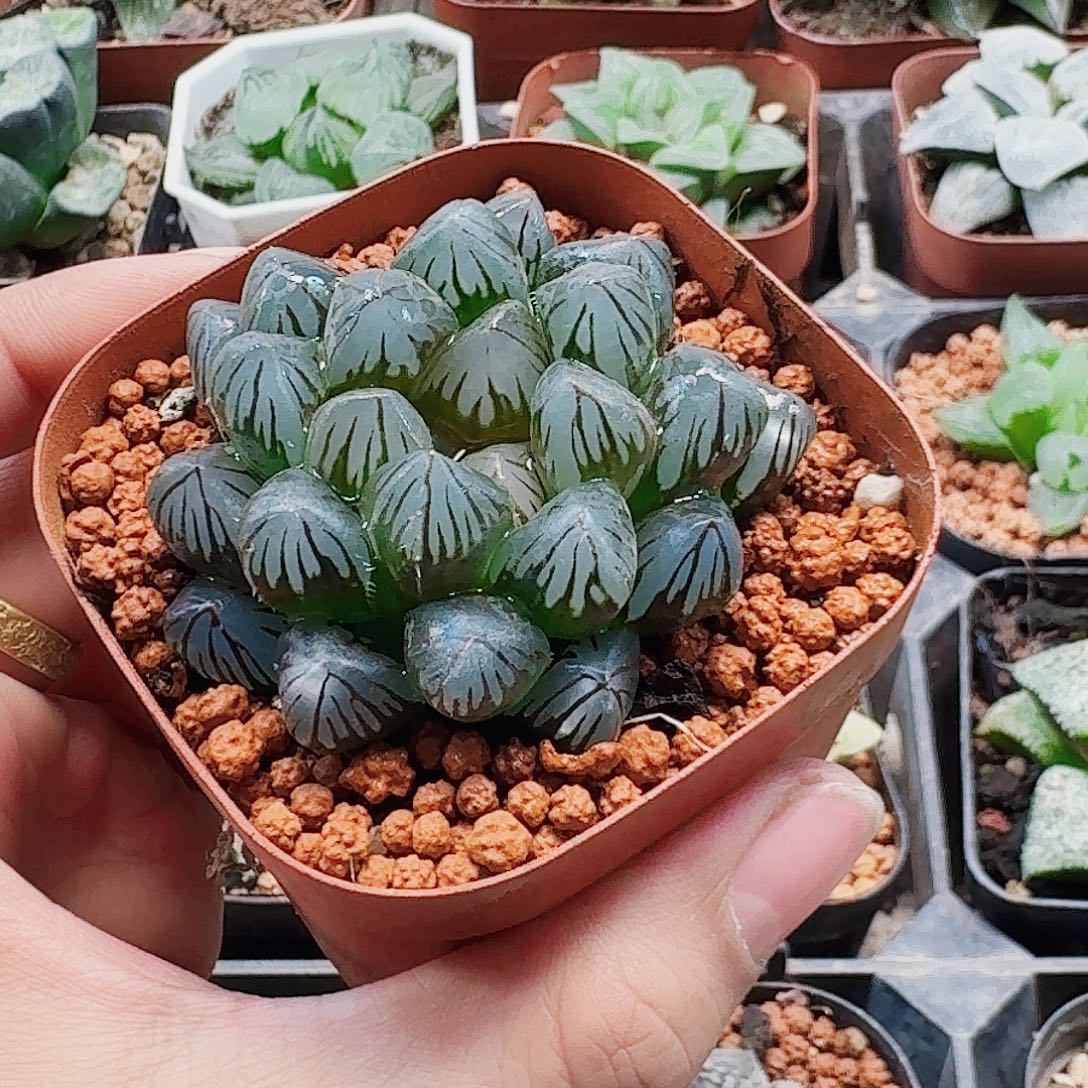 十二卷 龙爪 开播福利