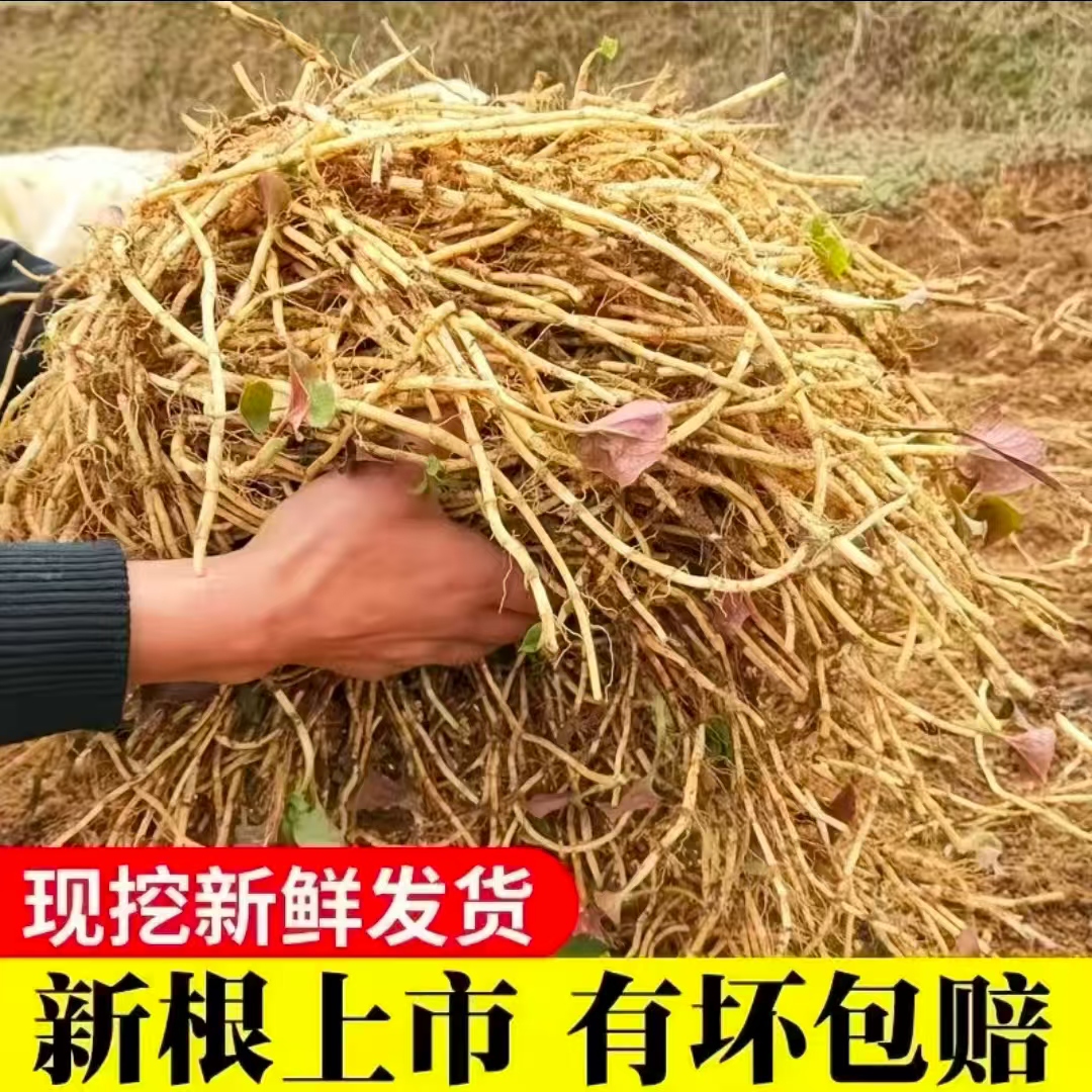 当农新鲜折耳根现挖鱼腥草根嫩根可凉拌的湖北特产蔬菜