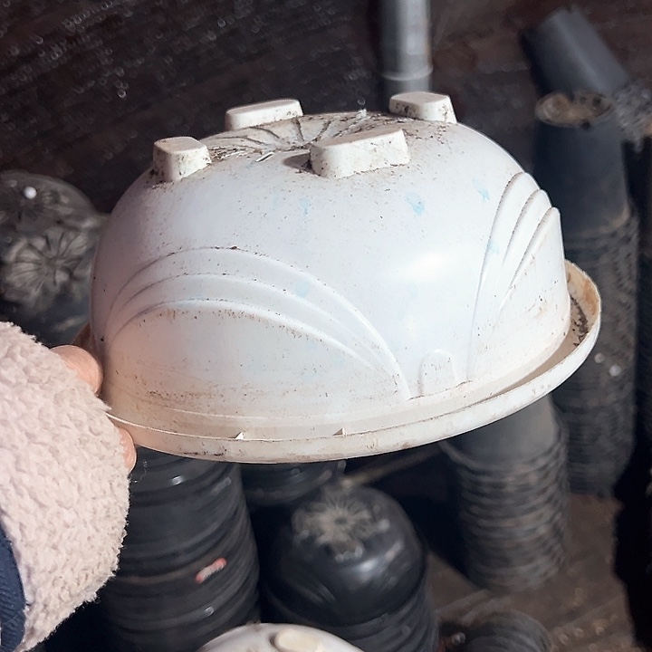 塑料口径21高度9白吊兰一组10个