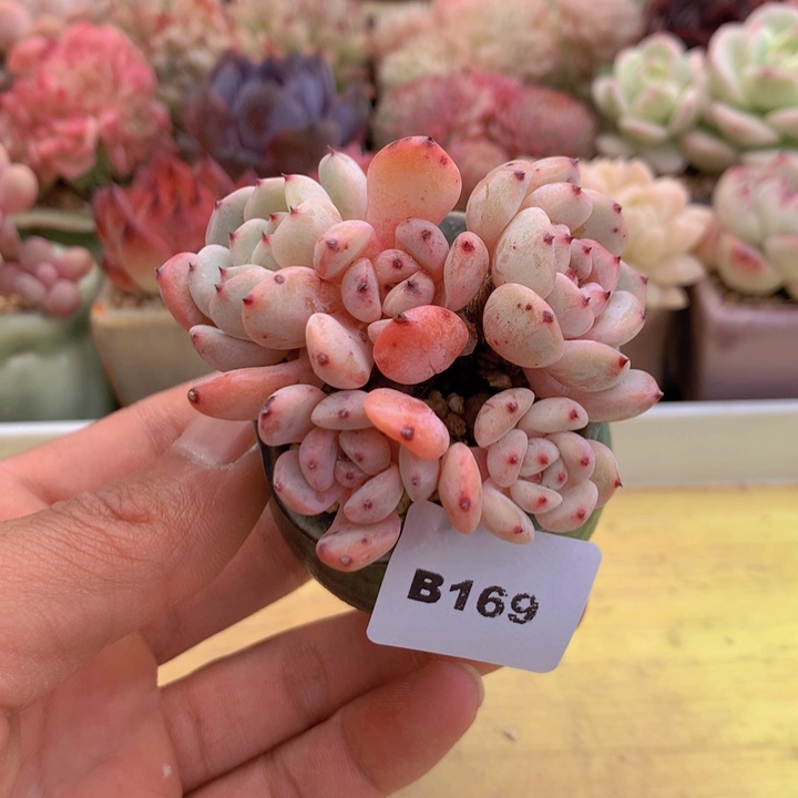 一物一拍满38包邮A169