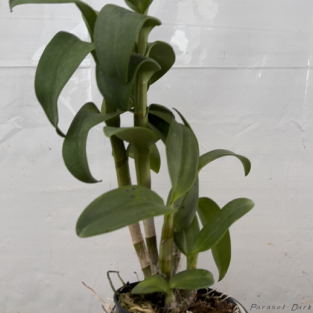 无花苗泰国秋石斛福袋专用请勿盲拍