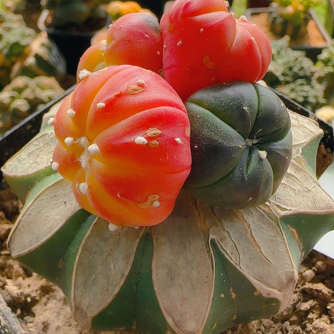 兜锦群头508仙人球