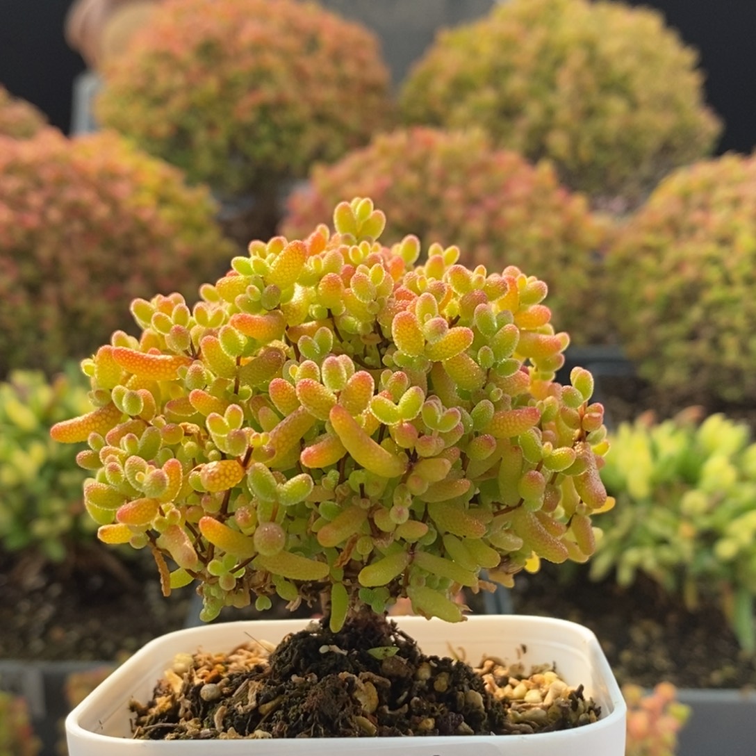 蜜橘糖球2952枝干番杏