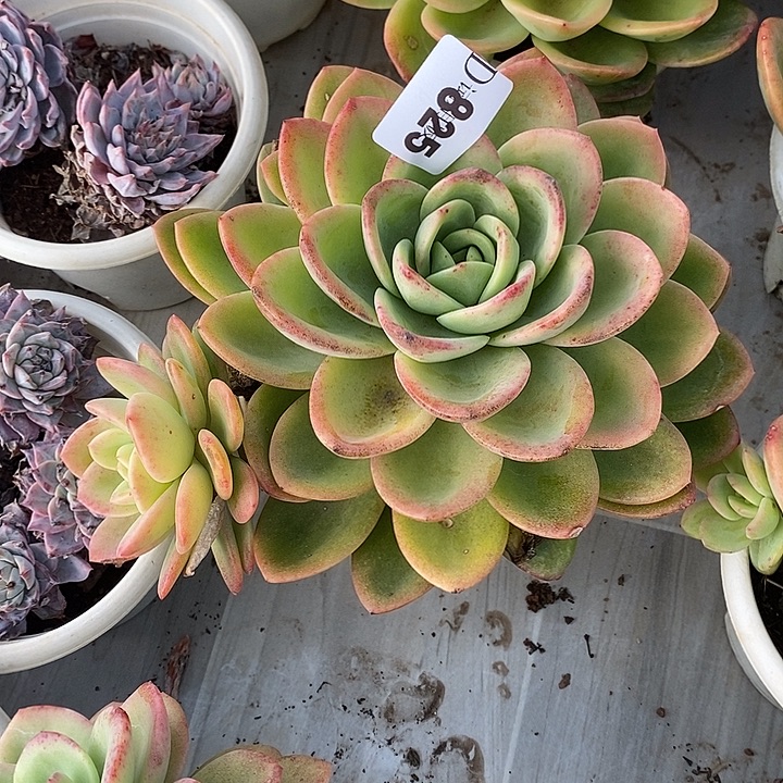 余***己825柠檬茶多肉植物多肉