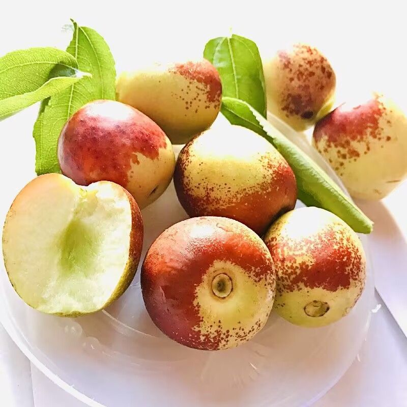 冬枣园现摘脆甜多汁大枣鲜枣新鲜应季水果