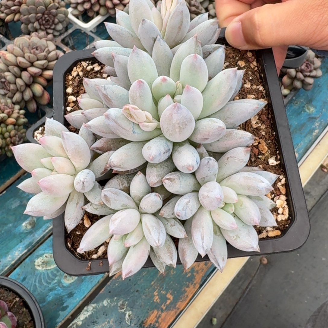 从前慢花园多肉编号-所罗门