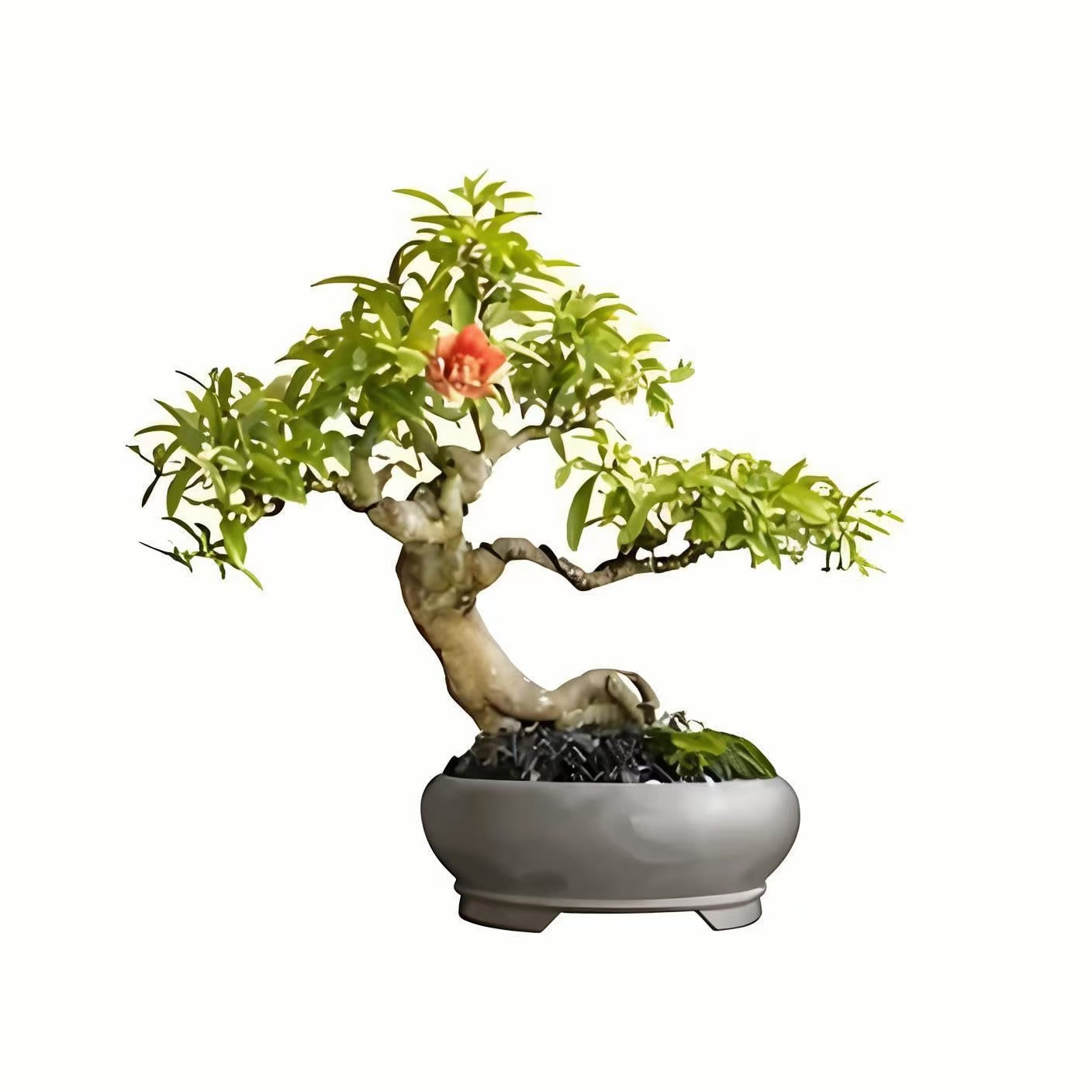 突尼斯石榴盆景一物一拍