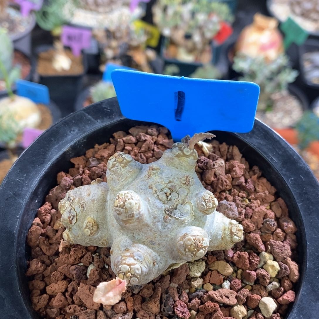 白皮流桑多肉植物