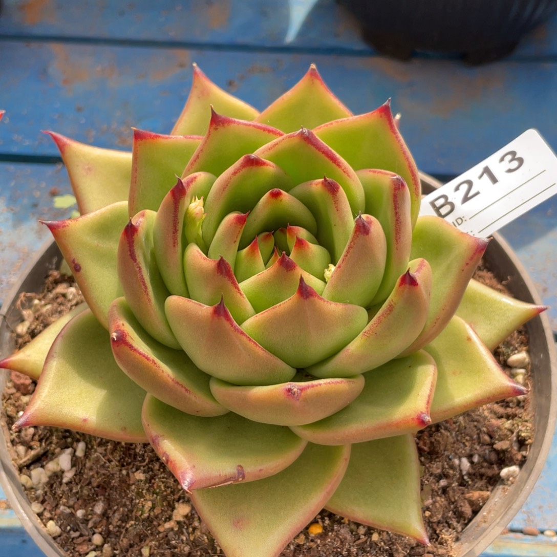 无花朵若茹东云单拍B213