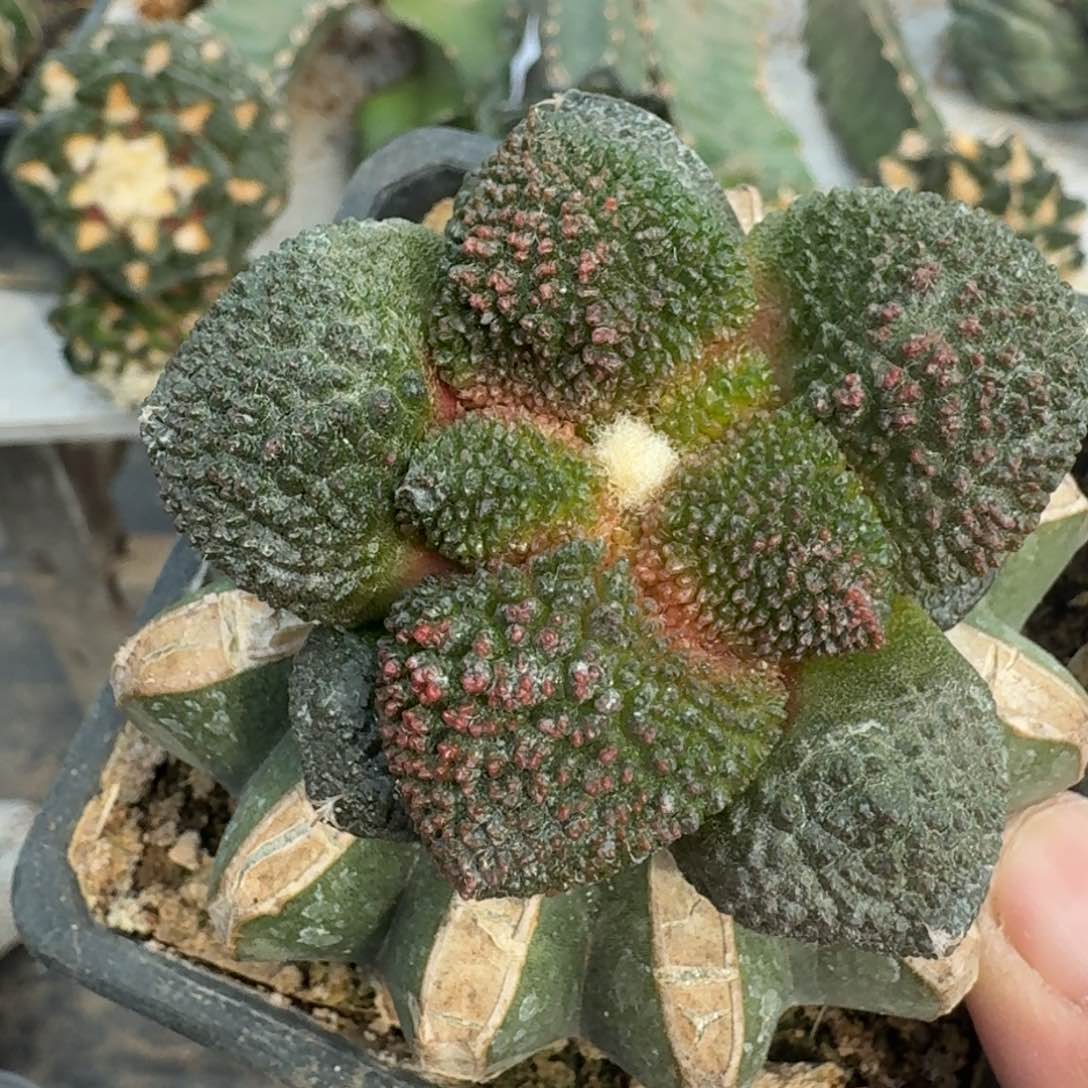 【闪购商品】细腻大尤哥斯拉红锦065