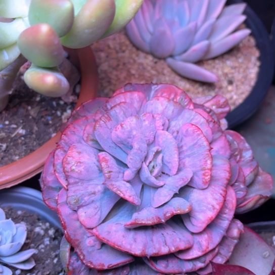 夏*营多肉植物的植物