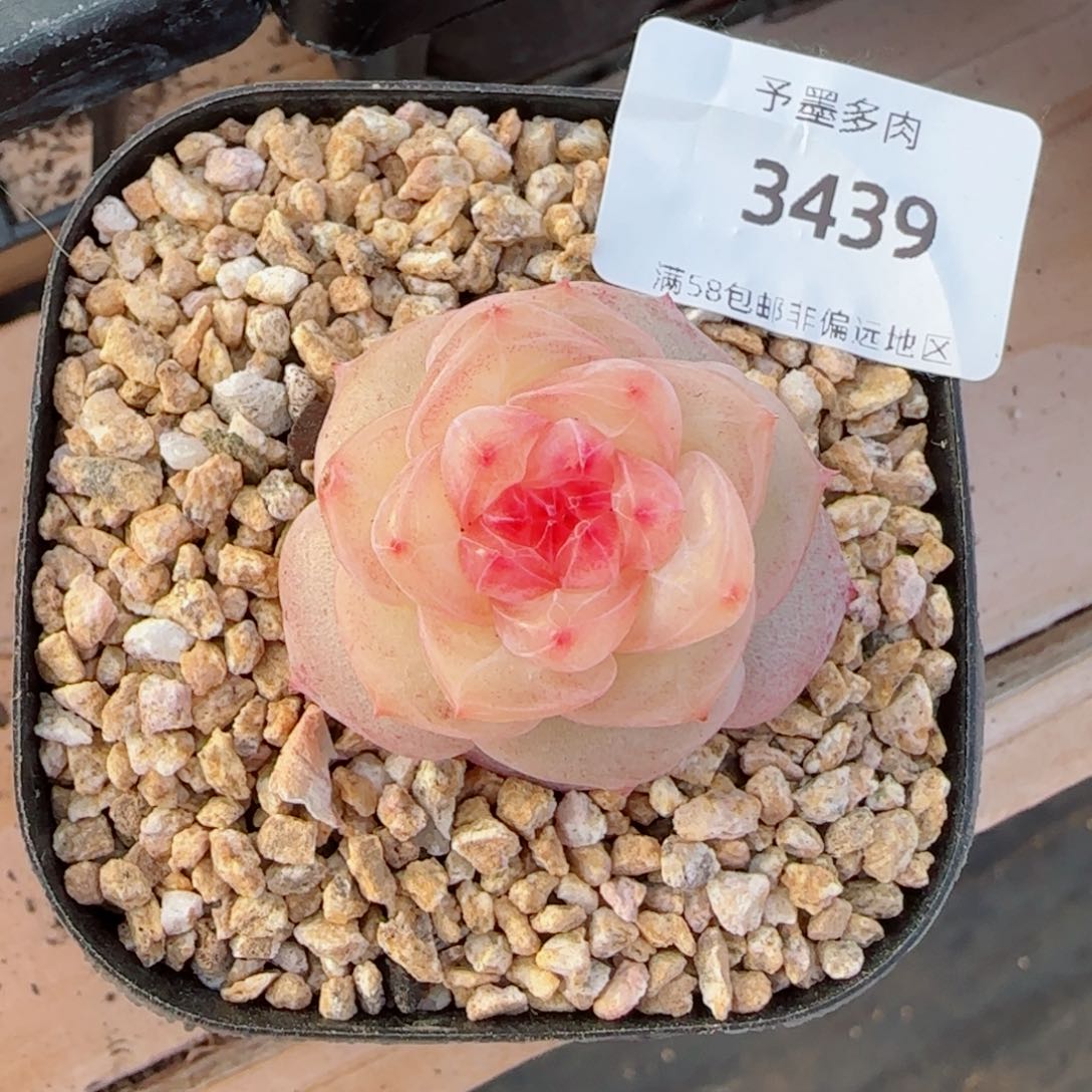 红丝绒优选，3439多肉