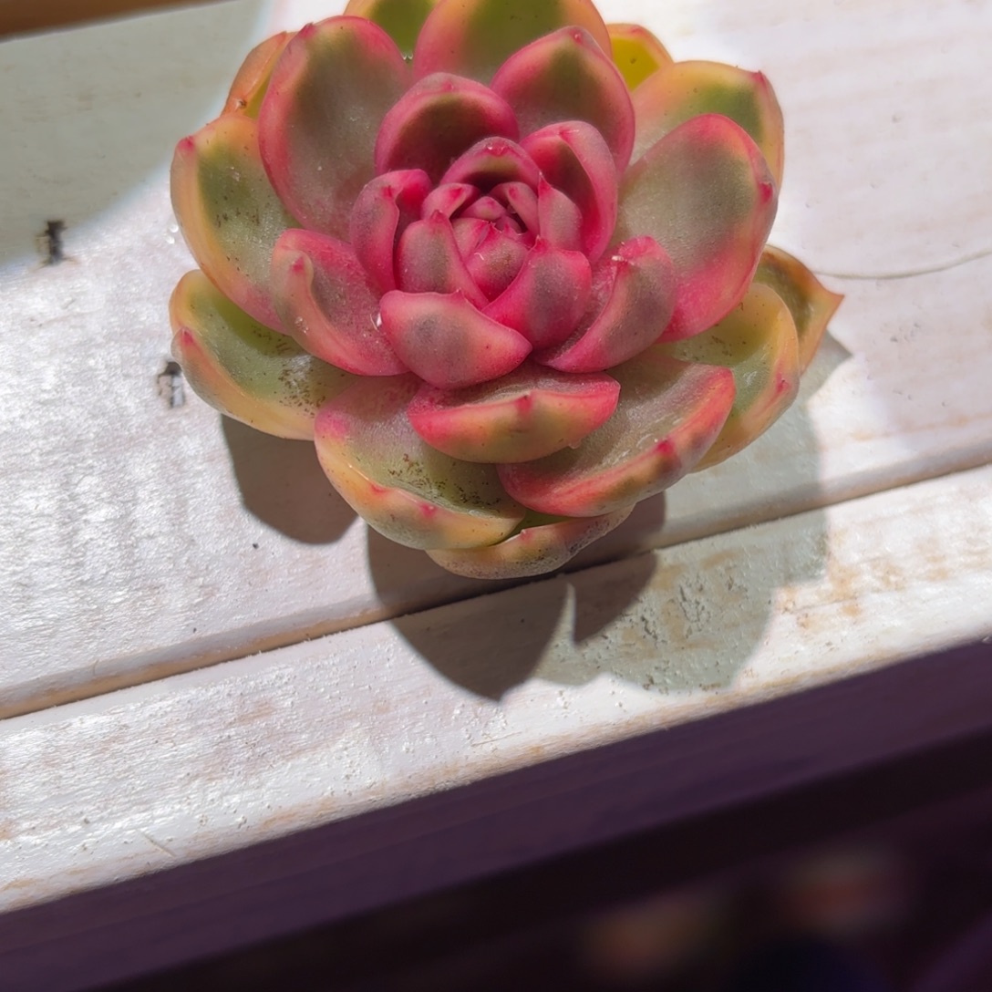 紫水晶锦多肉植物