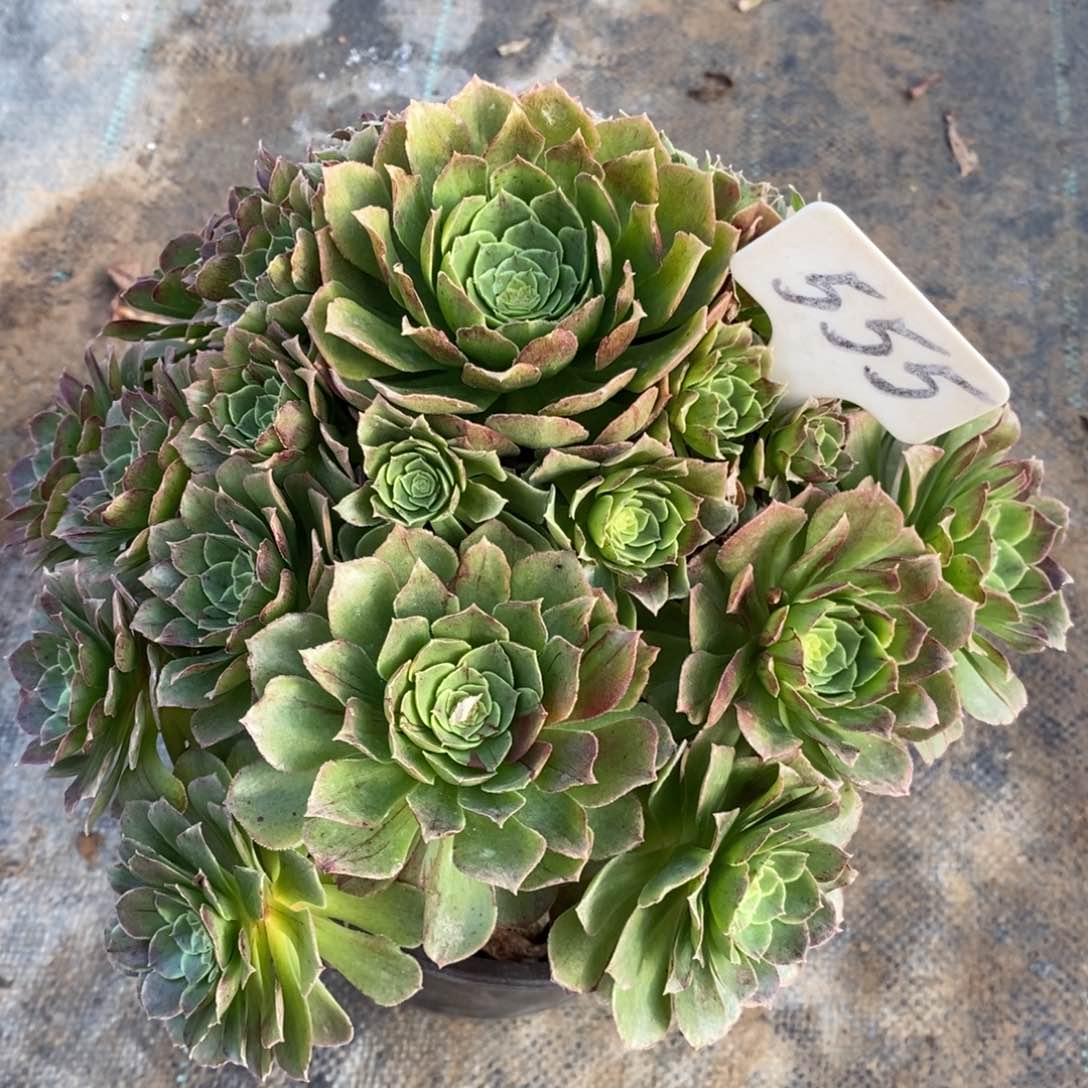 红陶一物一拍多肉法师555万圣