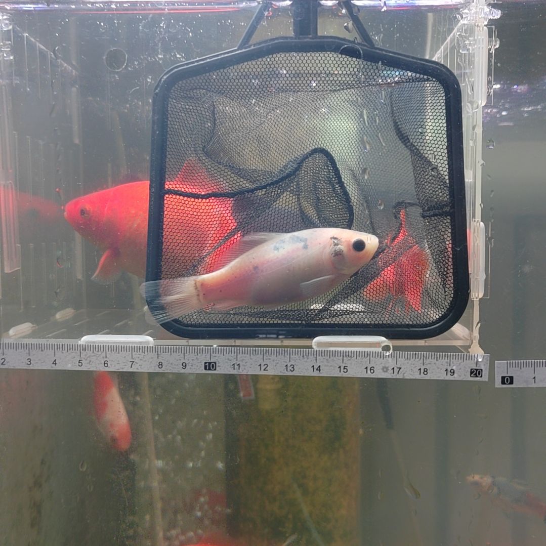 龙睛金鱼短尾草金冷水鱼