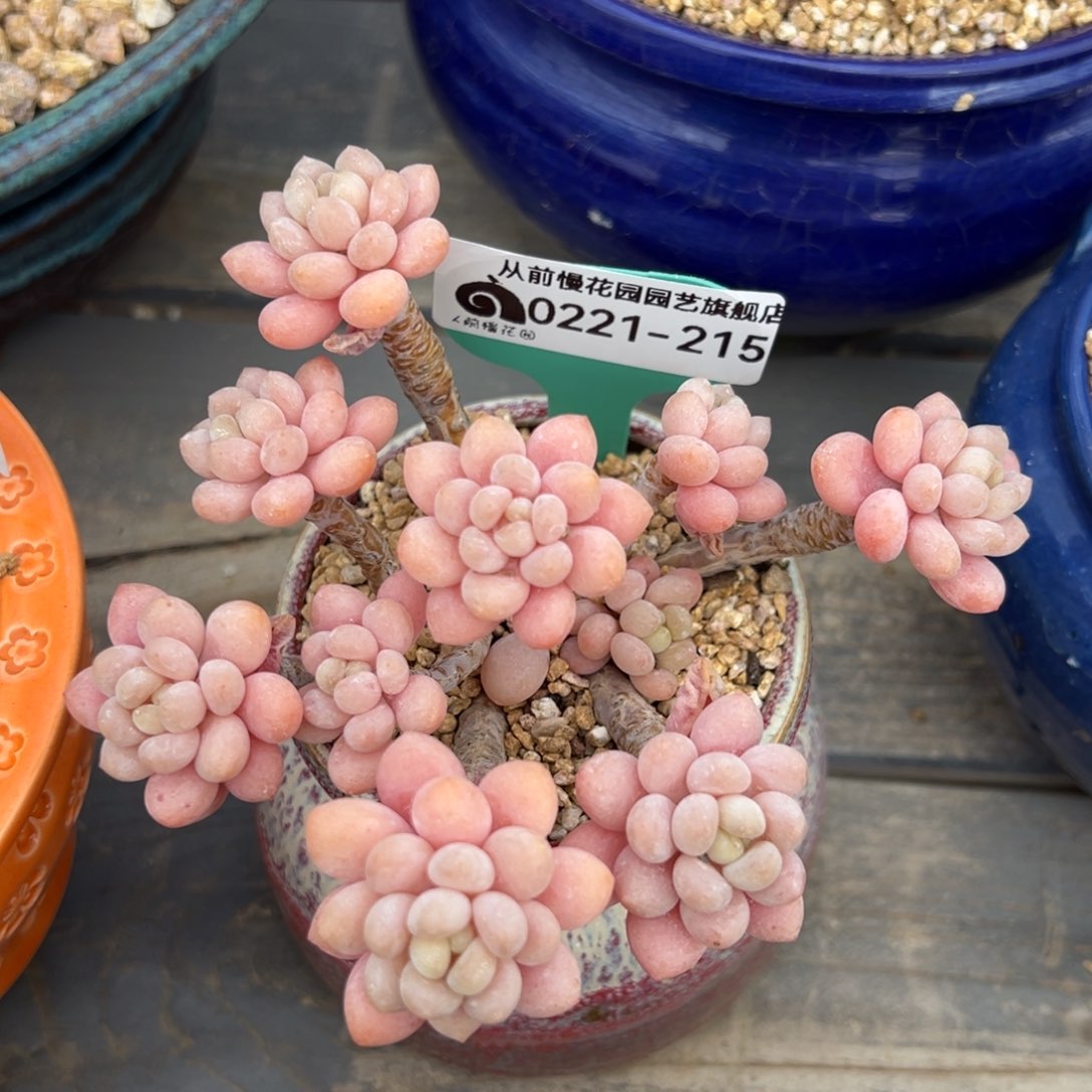 从前慢多肉精选编号0221.215