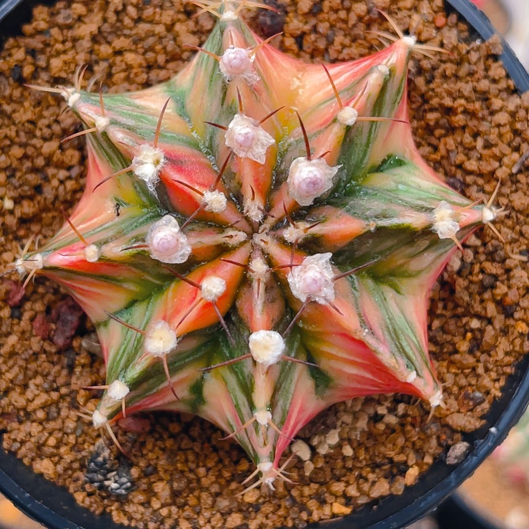 米哈洛维奇010 实生6.3公分