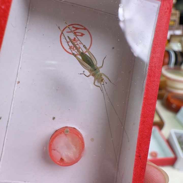 漂亮中长须一只合适