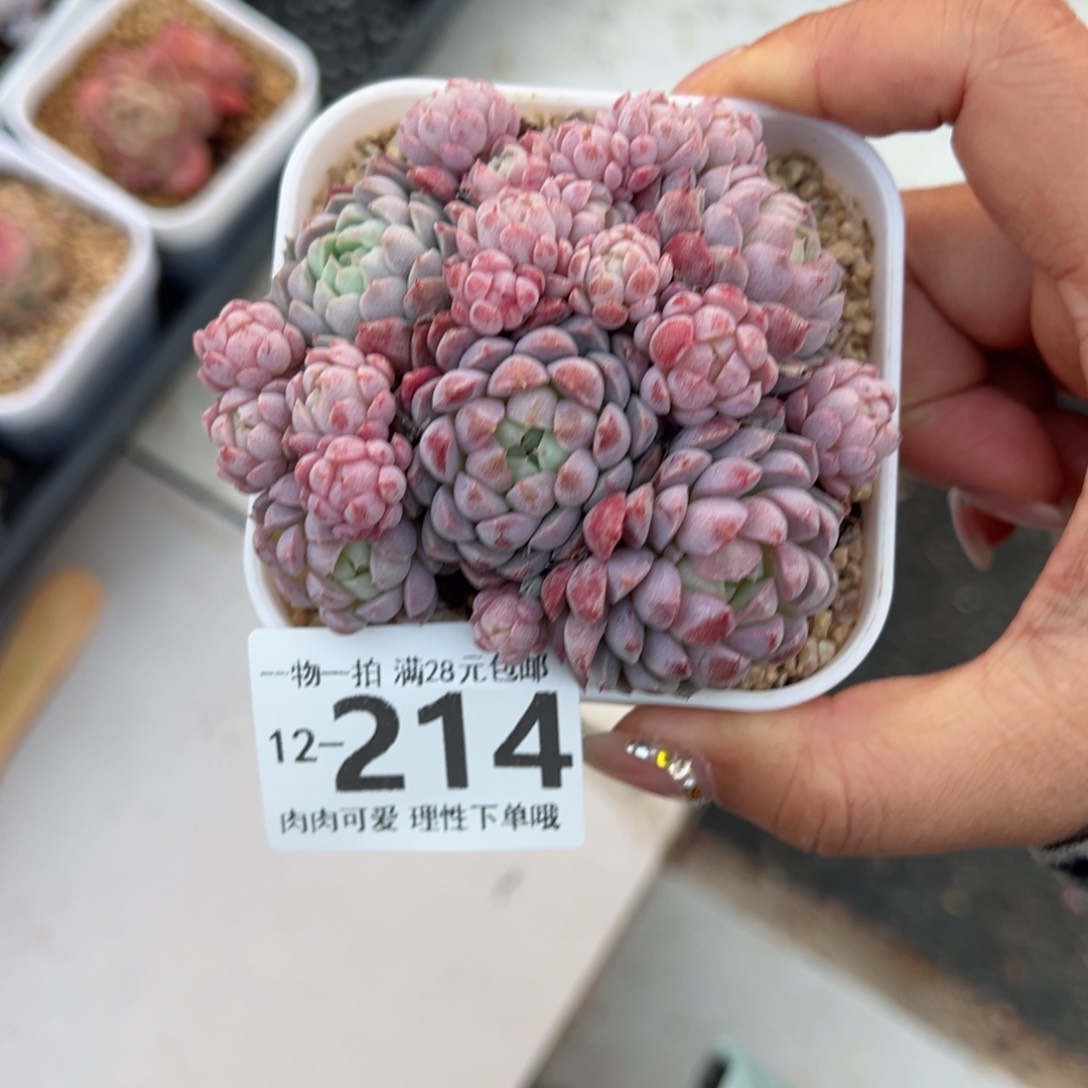 羊脂球多肉多肉多肉老桩