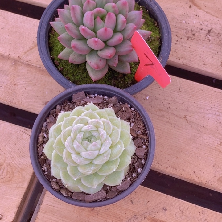 这个点吃晚饭真的