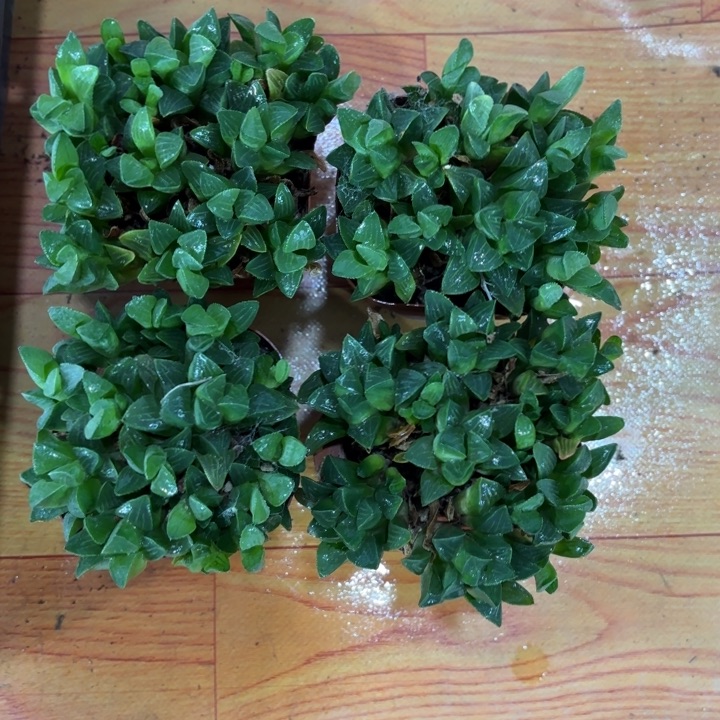 四颗姬寿多肉植物