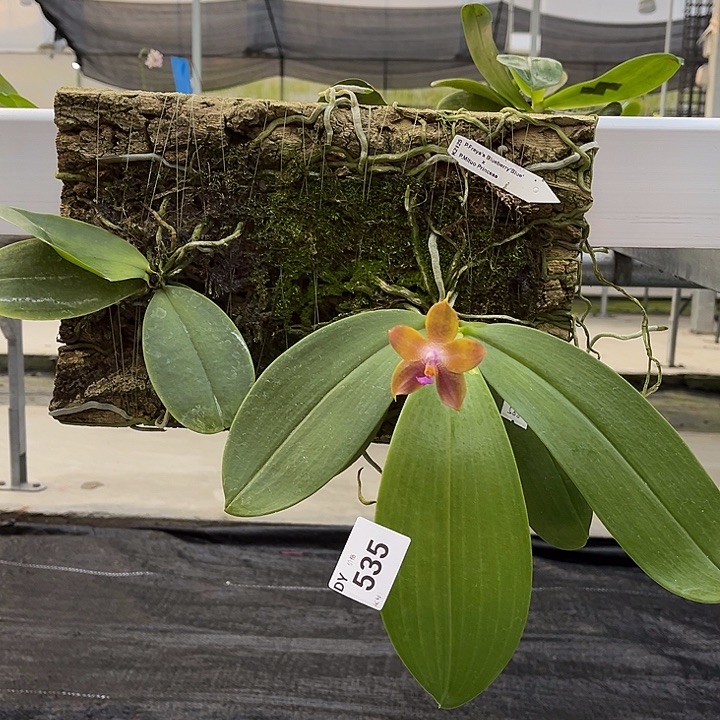 完全开放编号535 特价任何原因都不售后