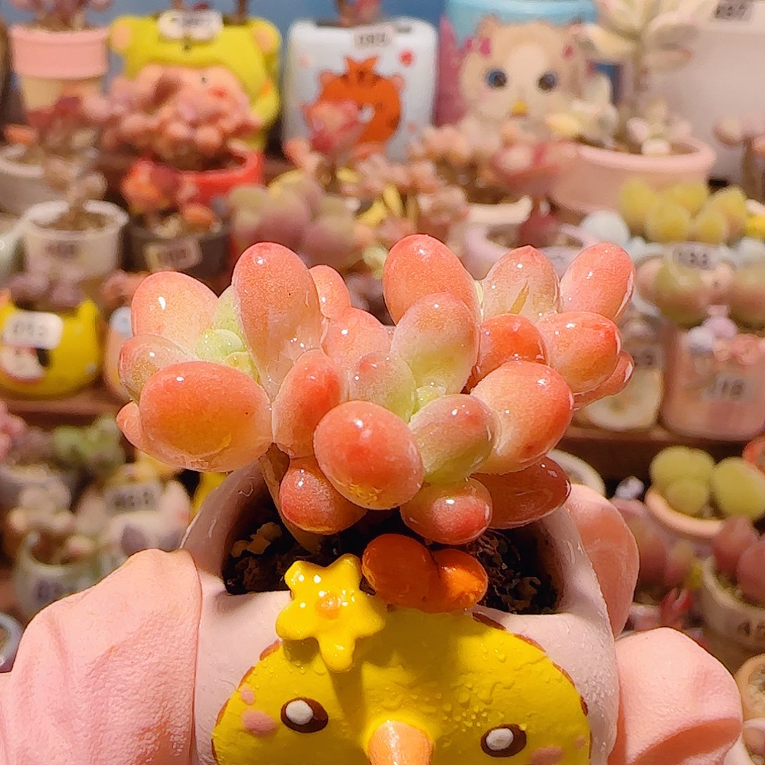 T粉粉樱花奶盆口2.5cm