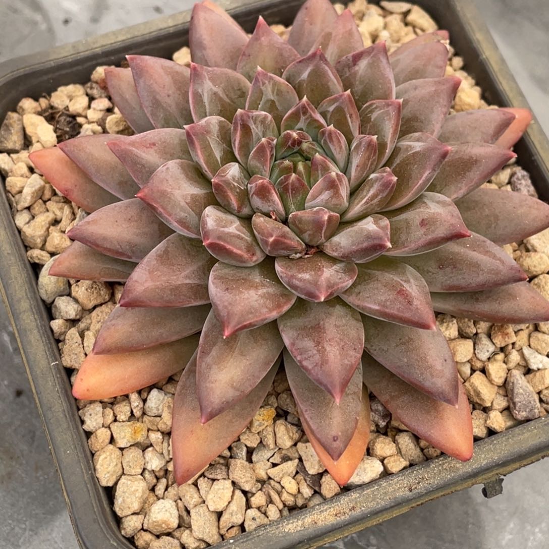 叠叶克拉克大单头12公分