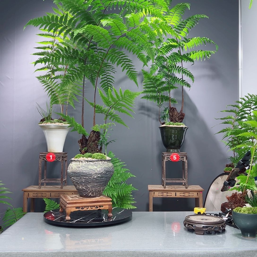 y***，无花朵蕨类植物等植物形态