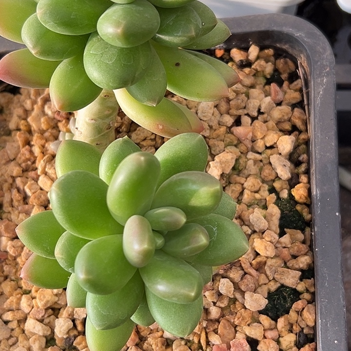 美人特价一物一拍