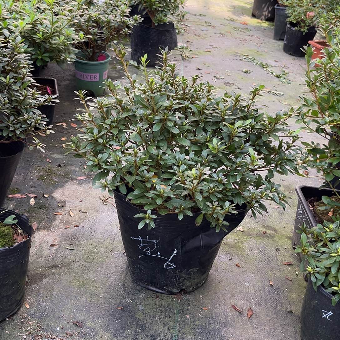 皋月杜鹃粉色重瓣莹