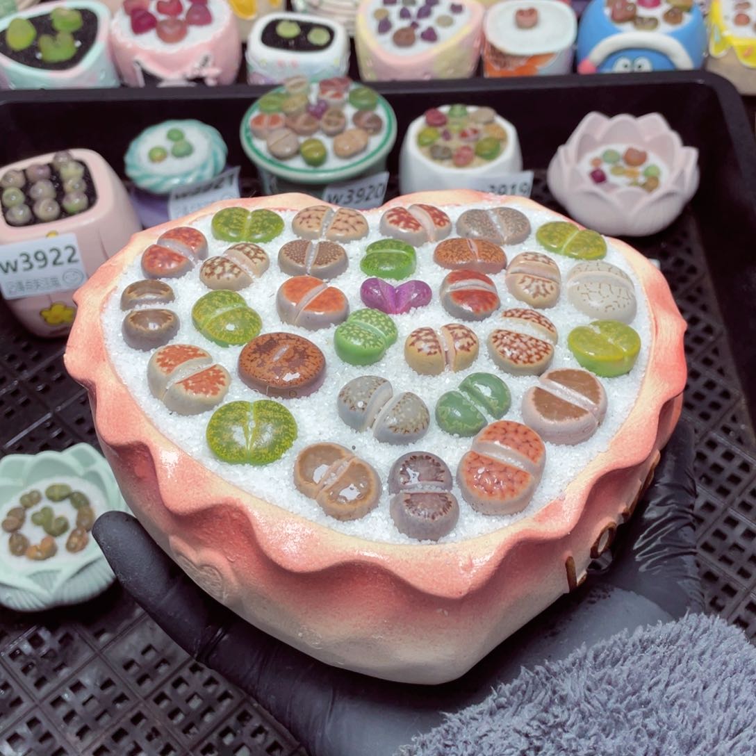 w3923--带盆土发货，零下地区拍保温箱