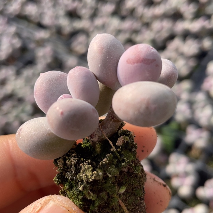 一物一拍满18包邮