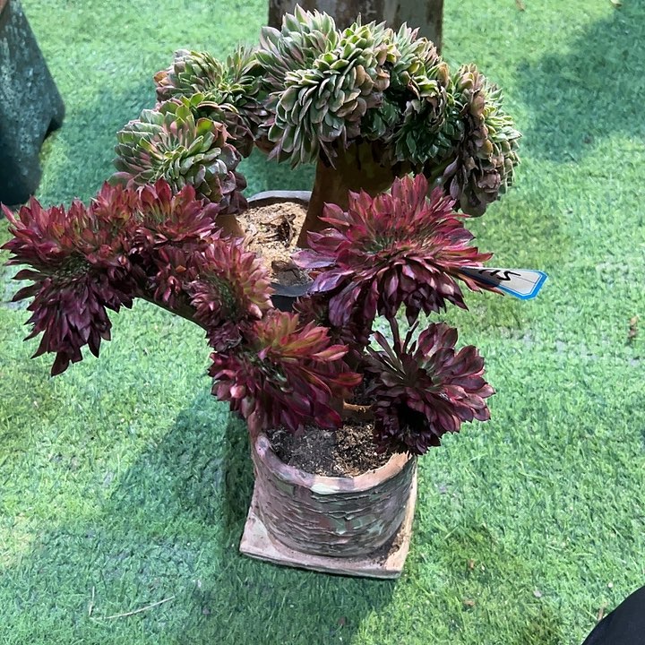 H***C715两颗缀化法师一组