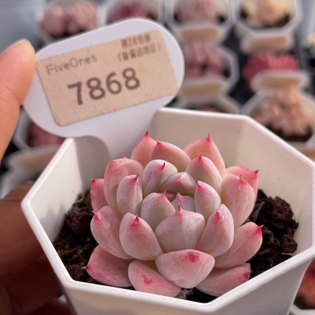 如梦令7868-4.5厘米