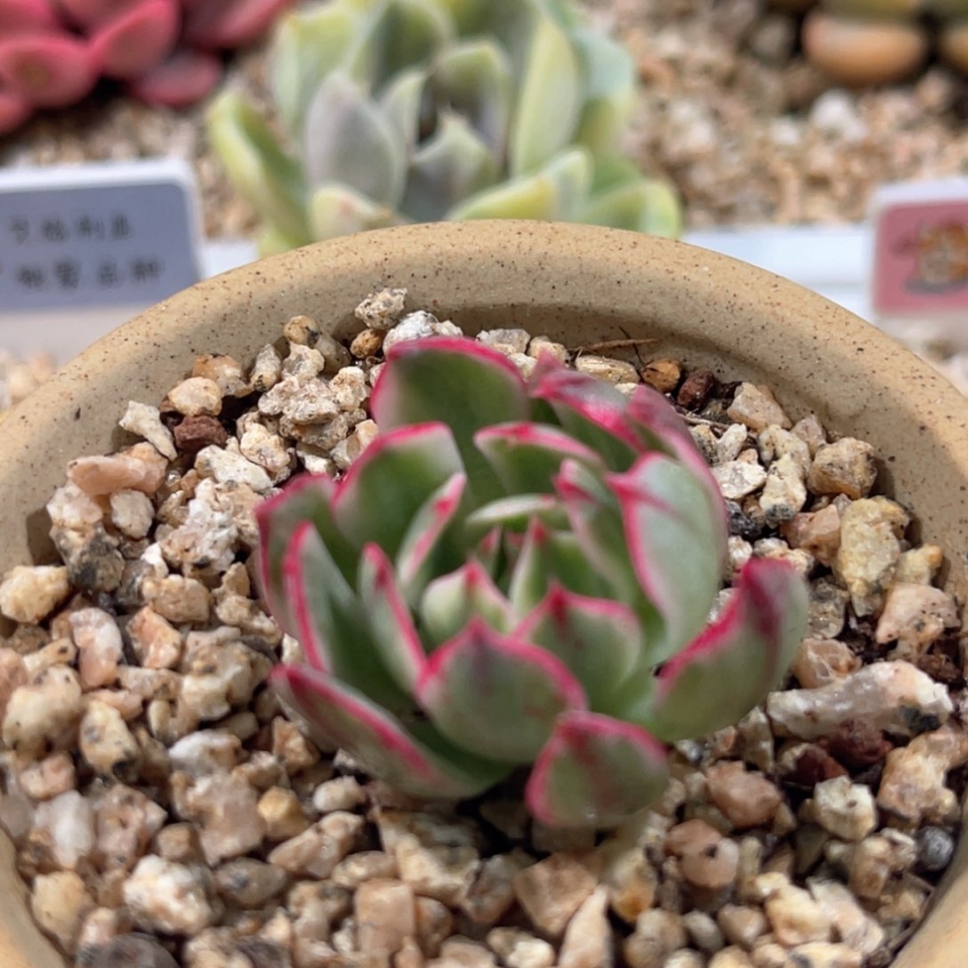 多肉特价No9锦头盖