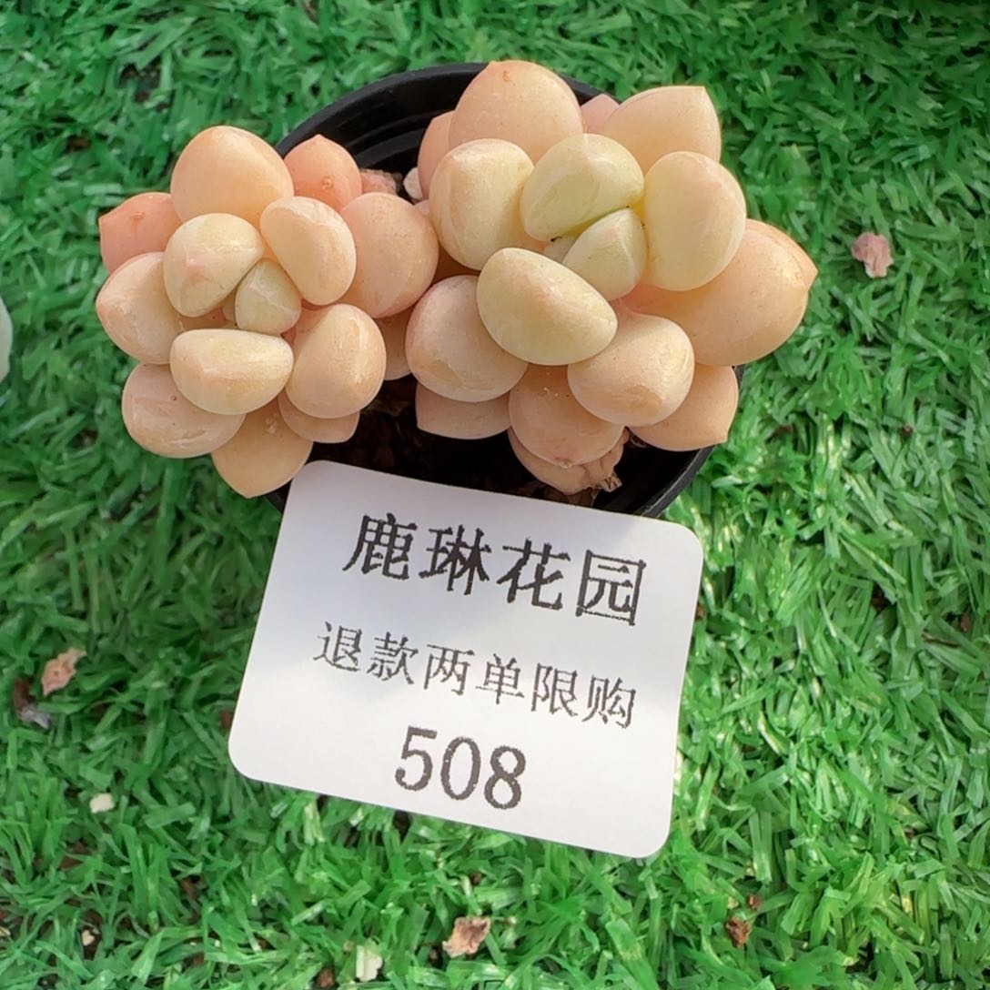 闪购精品多肉508号