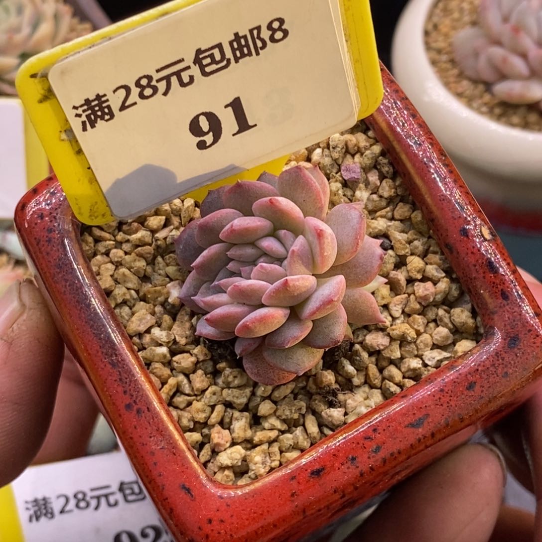 891琥珀糖心缀多肉