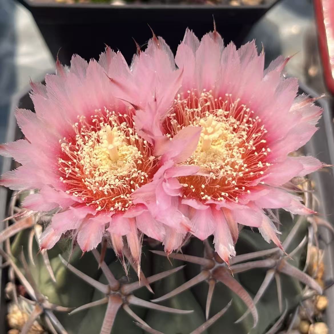 超大号凌波  仙人球漳州基地直发 新手好养