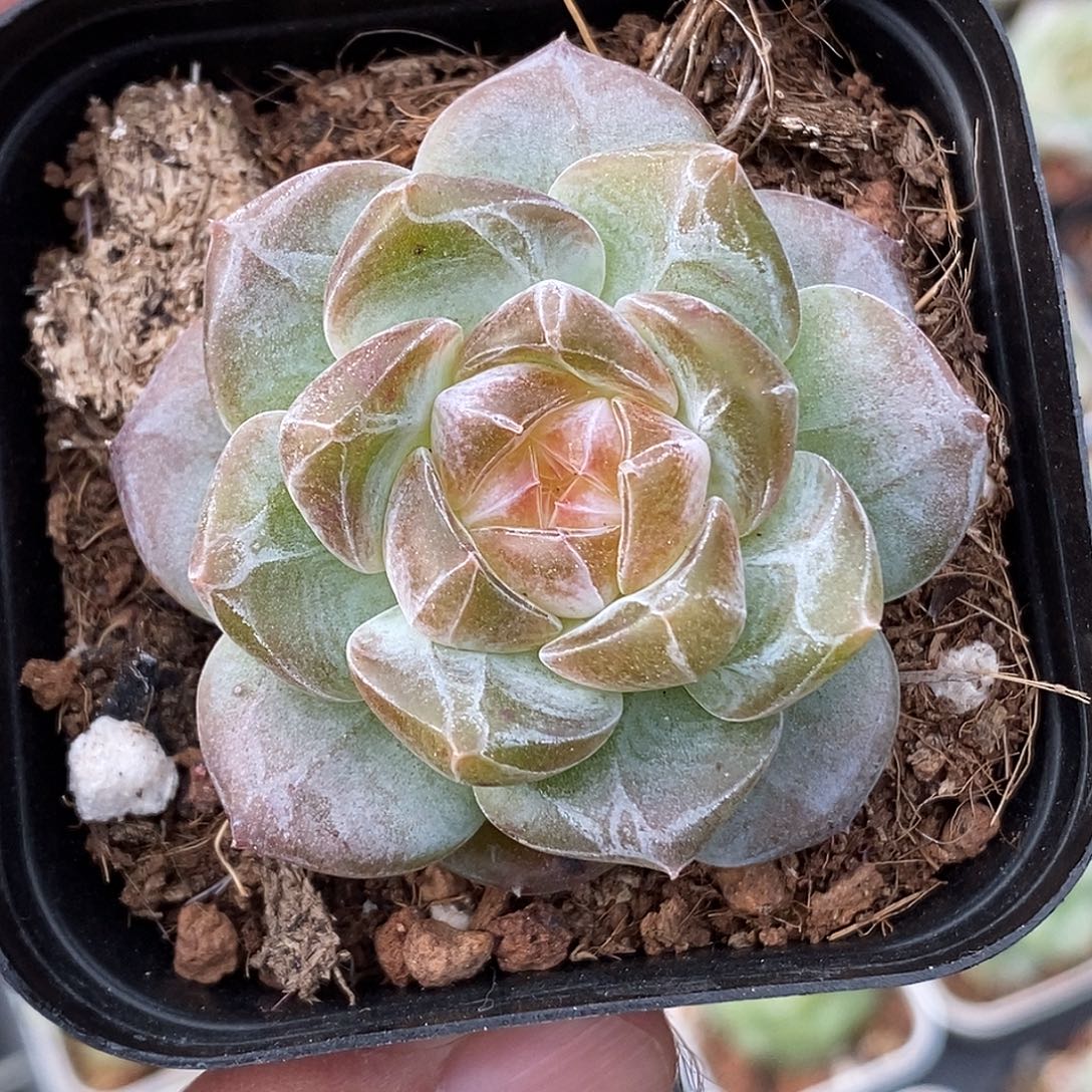 糖心30包邮非偏远