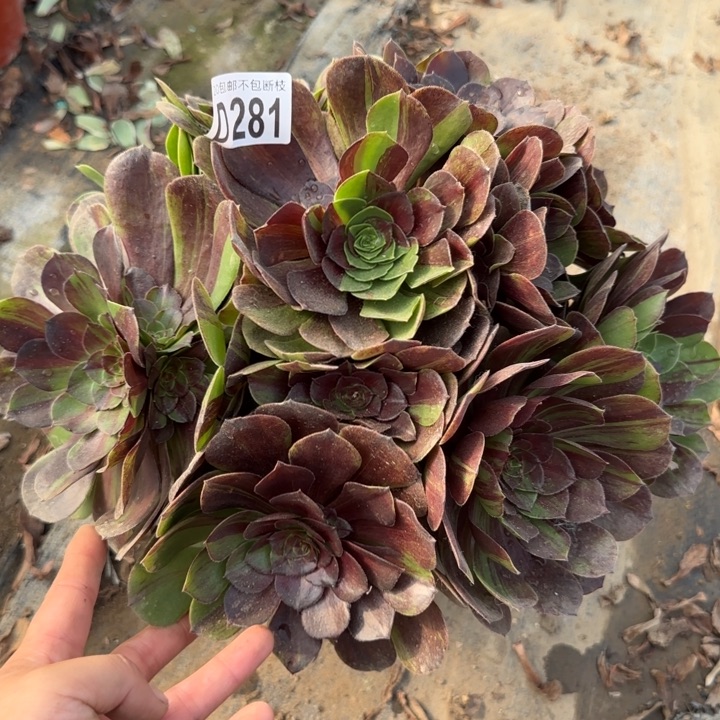 花月夜……多肉植物……