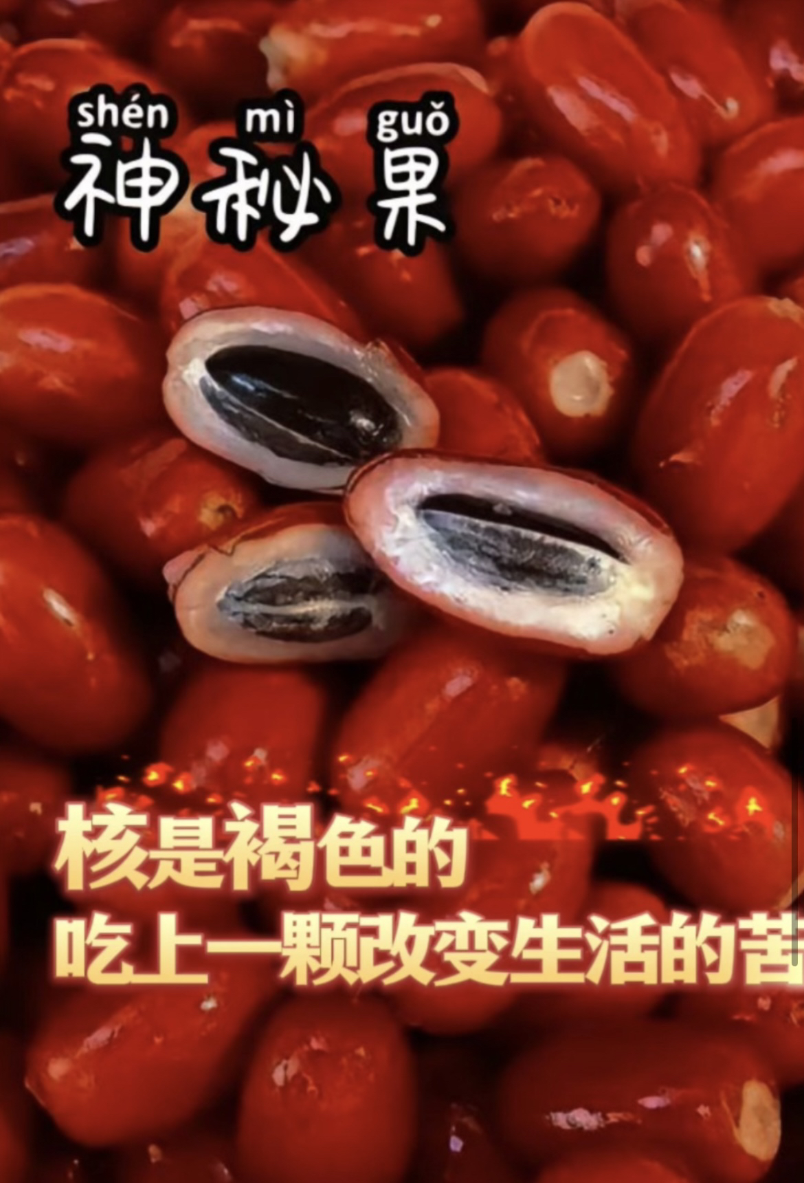 神秘果 改变味觉 绿植盆栽  一物一拍