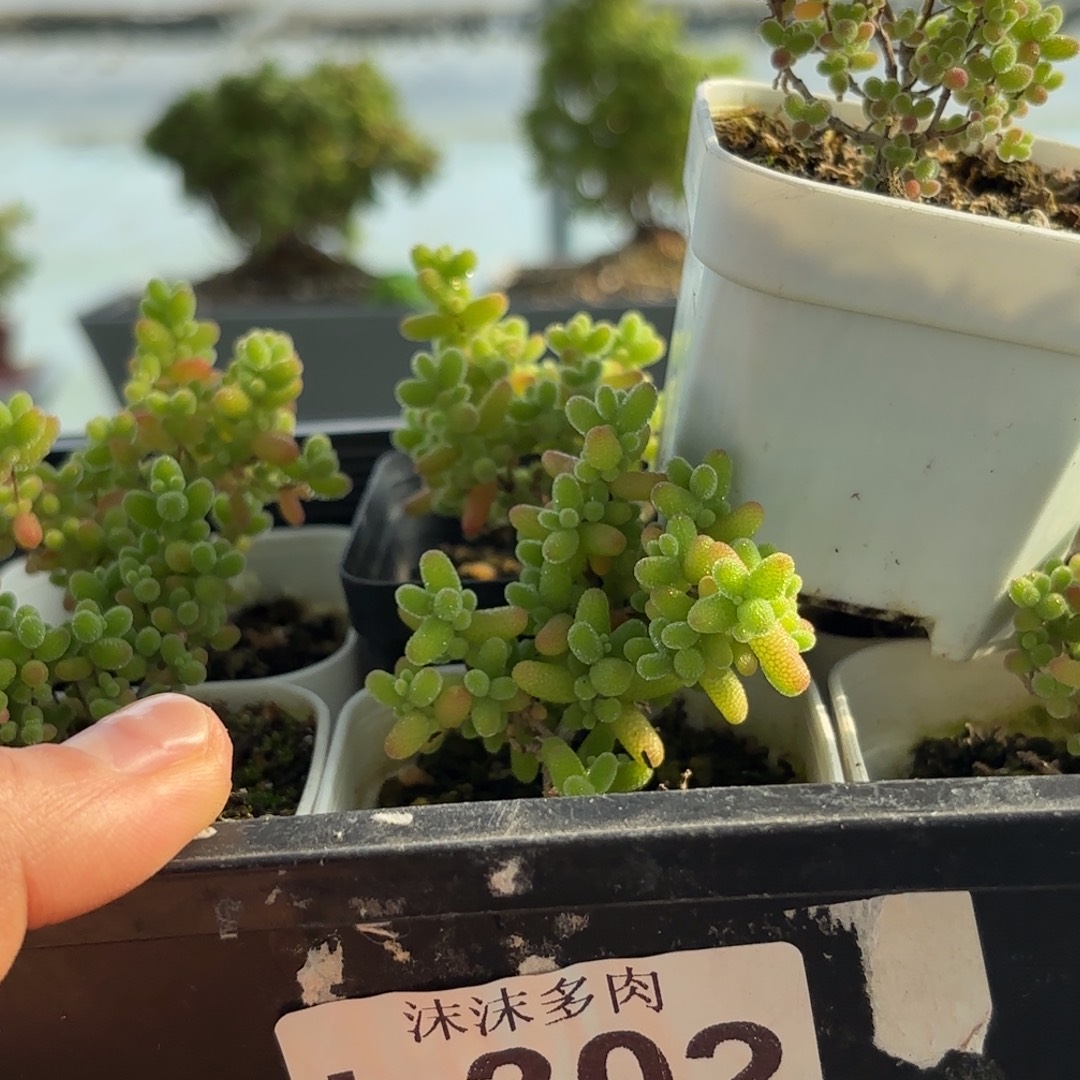 山***雾302蜜橘糖啊枝干组合