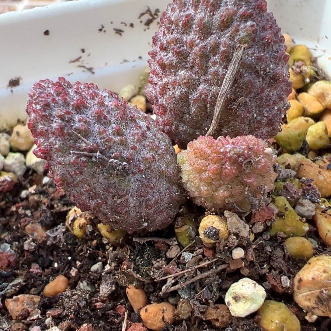 实生新品多肉植物水泡