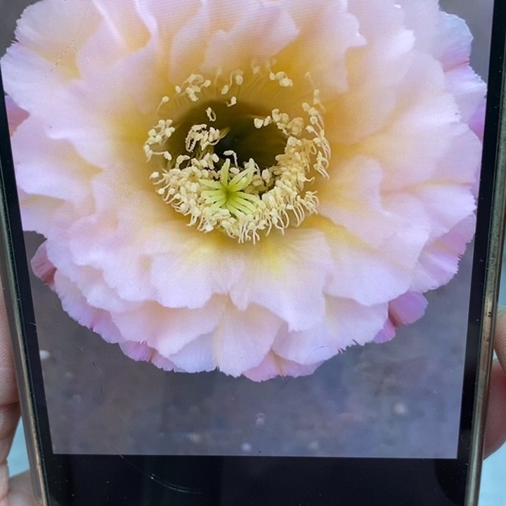 香香金刚10号有根侧芽3公分左右