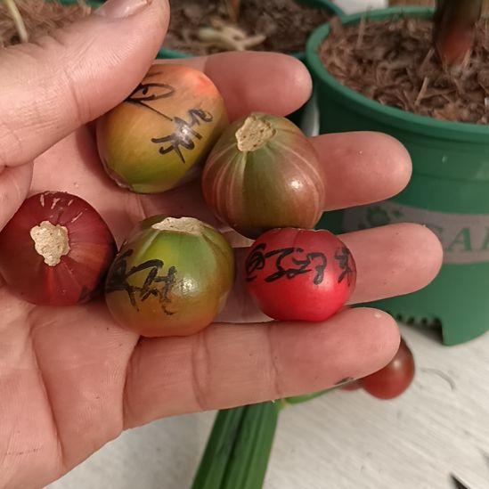 把***风无花朵君子兰小苗君子兰小苗君子兰