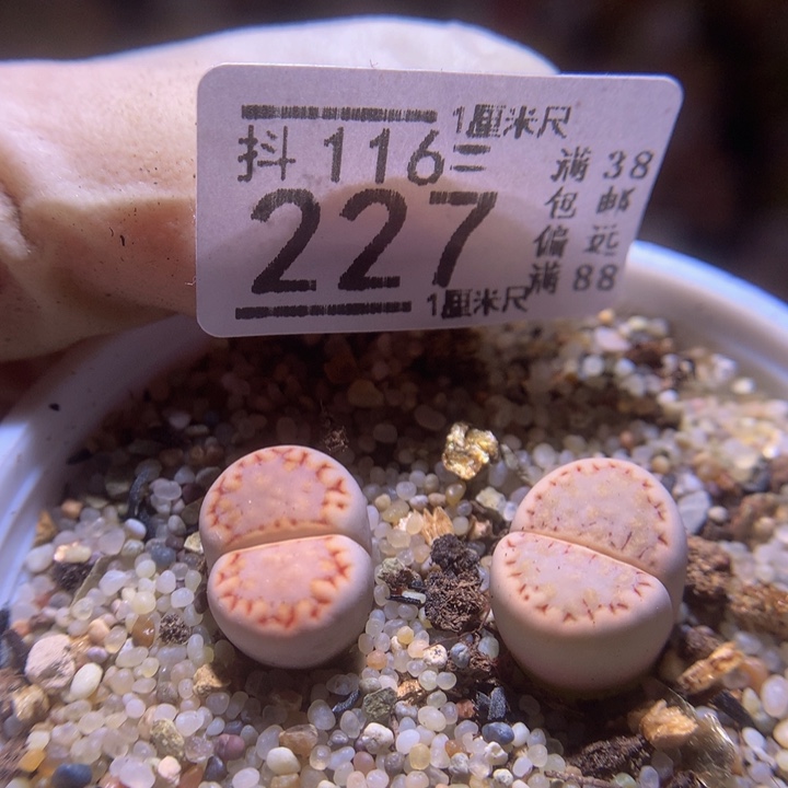 精品生石花116.227